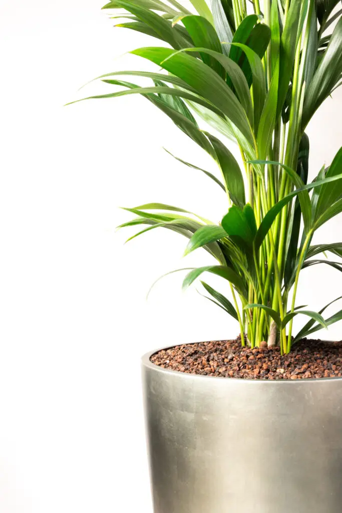 Moderne kantoortuin met planten transformeert open ruimte tot groene inspirerende werkplek