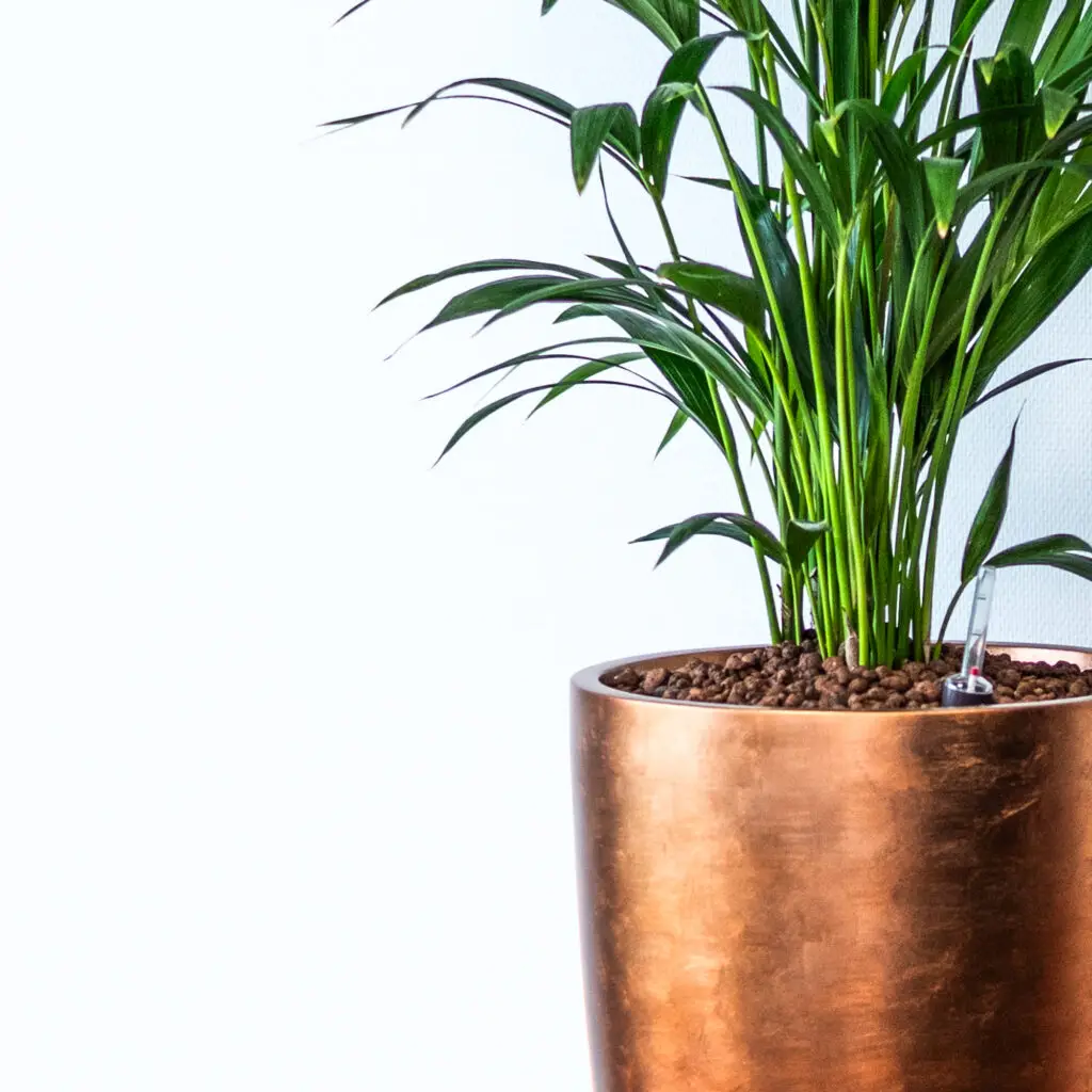 Werkplek met interieurbeplanting – planten op hydrocultuur