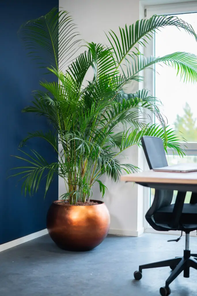 Luchtzuiverende Areca palm in kantoor – Berendsen Interieurbeplanting