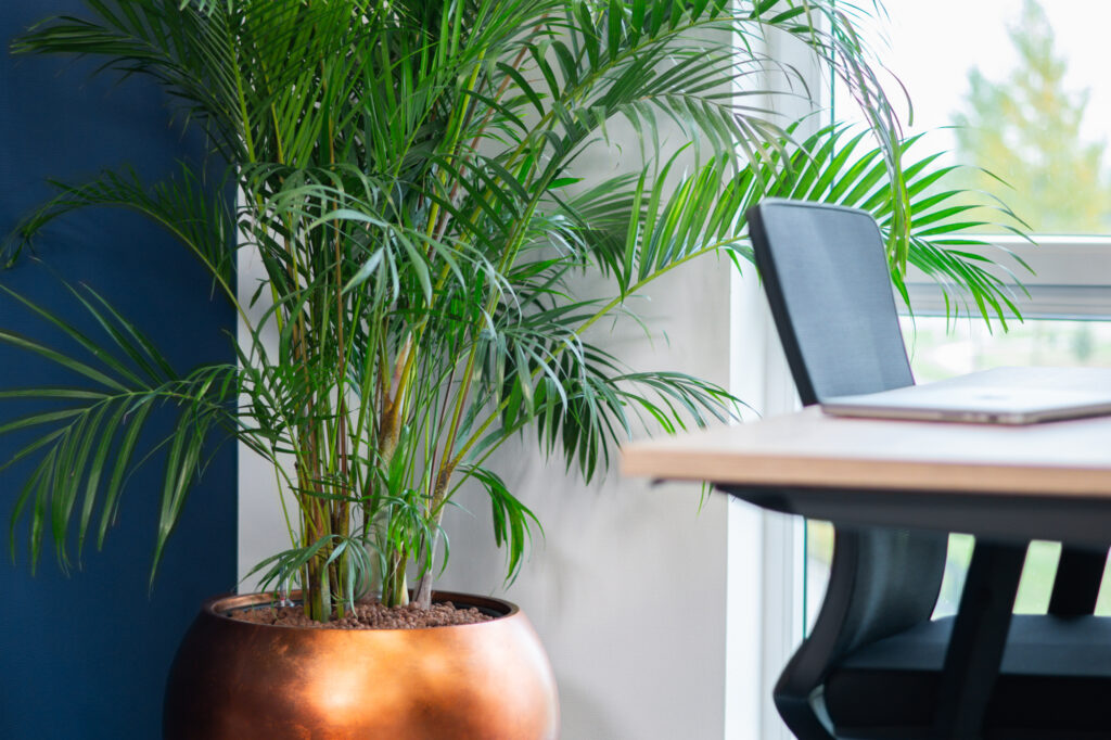 Planten op hydrocultuur