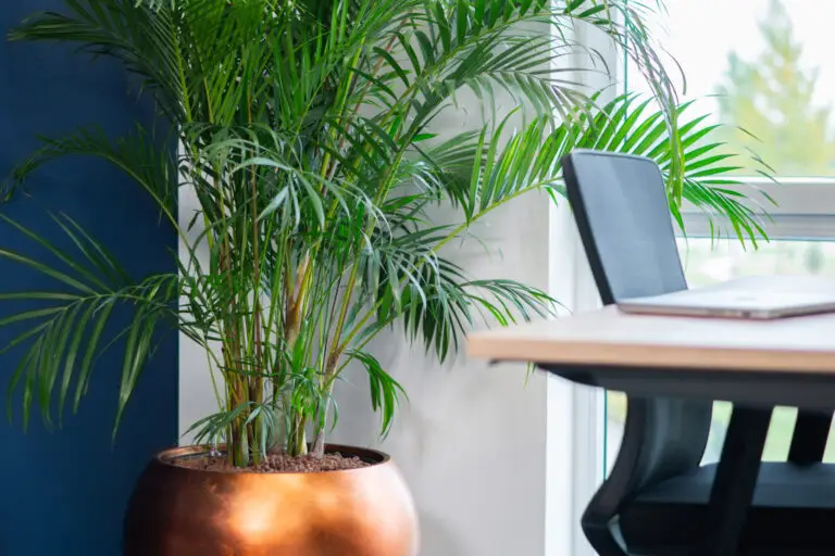 Plant op hydrocultuur als onderdeel van moderne kantoorinrichting