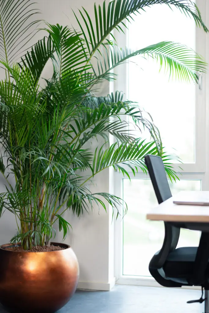 Areca palm als groene blikvanger in een modern kantoor. Deze luchtzuiverende kantoorplant brengt rust, sfeer en frisse uitstraling – ideaal voor bedrijven die kiezen voor gezonde en representatieve werkplekken.