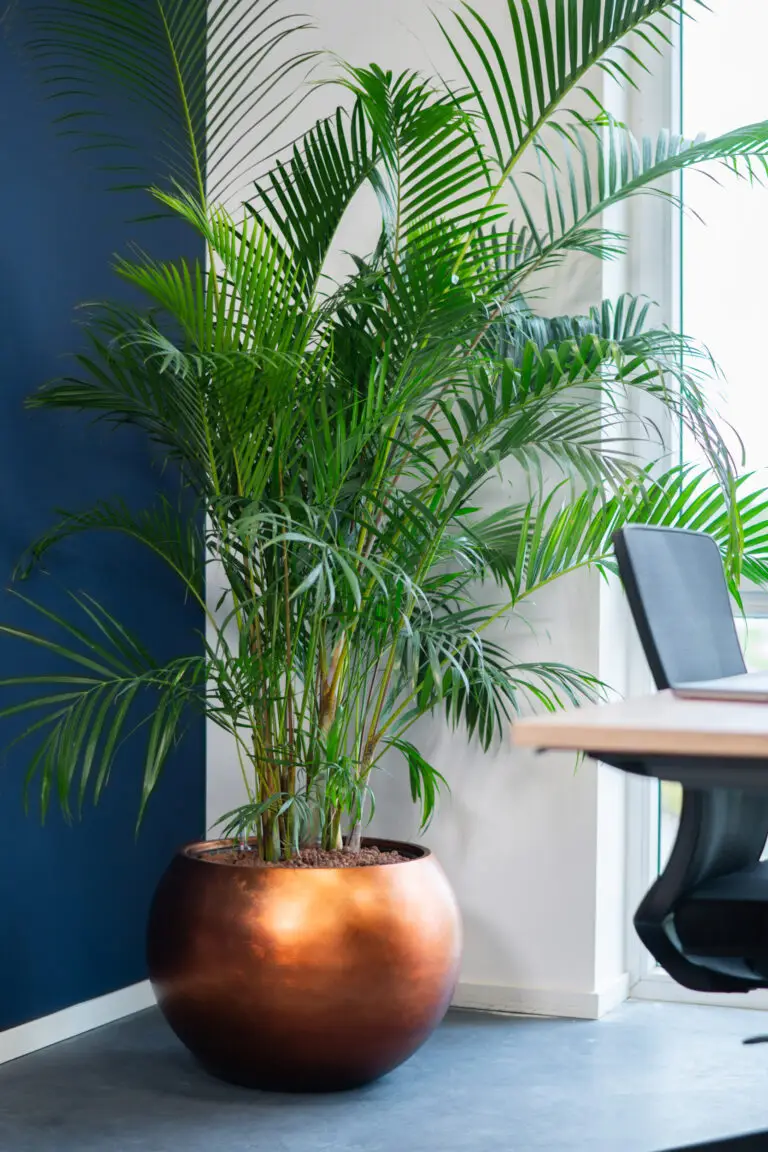Plant op hydrocultuur als onderdeel van moderne kantoorinrichting