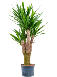 Yucca plant op kantoor – strak en sculpturaal groen element