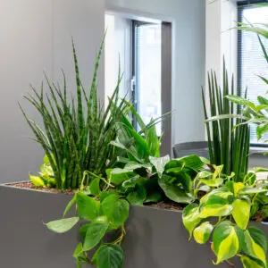 Maatwerk plantenbak met hydrocultuurplanten – natuurlijke scheiding tussen bureaus voor rust en representatie op kantoor