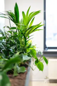 Kantoor planten op hydrocultuur