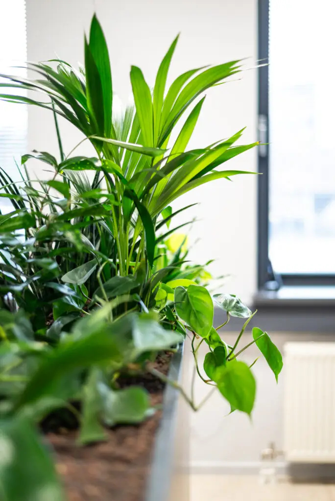 Kantoor planten op hydrocultuur