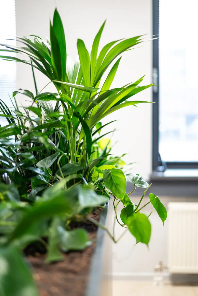 Kantoor planten op hydrocultuur