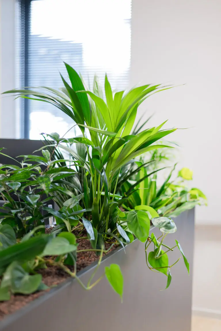 Werkplek met interieurbeplanting – planten op hydrocultuur