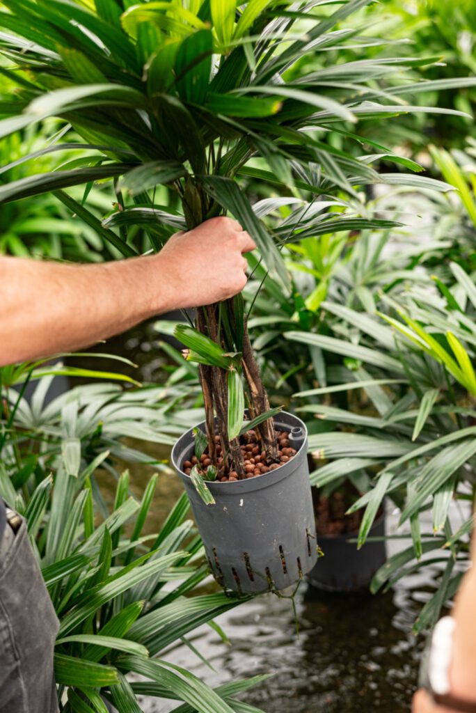 Duurzame planten op hydrocultuur VLM