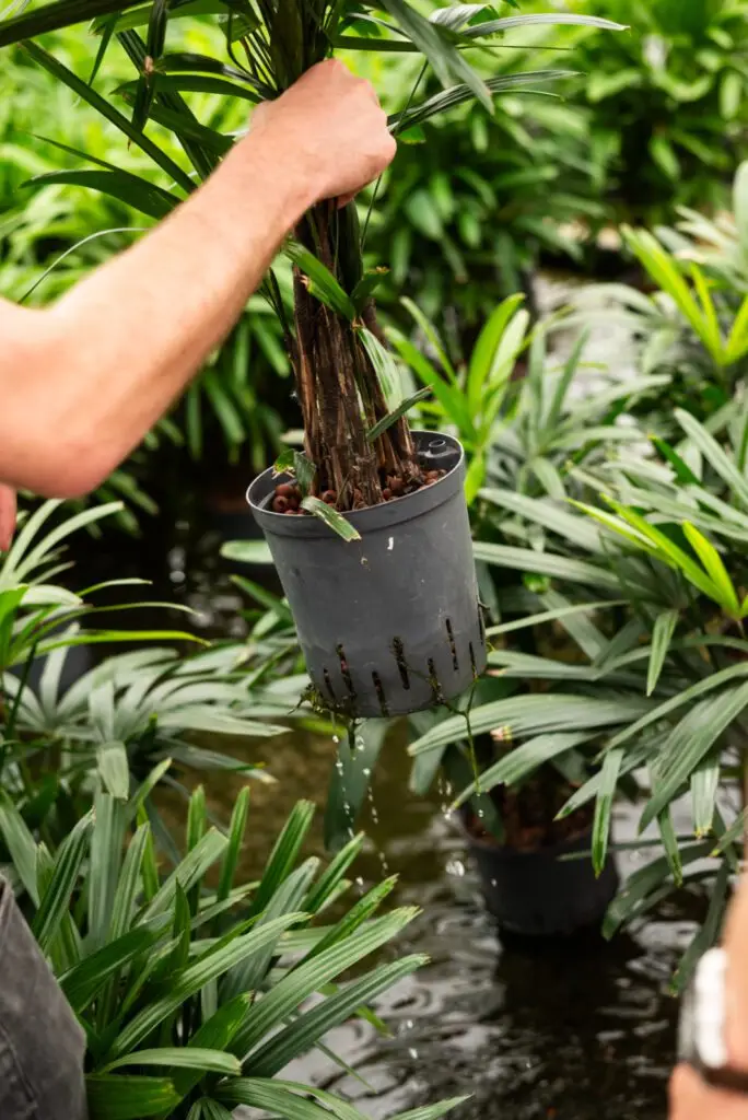 Professioneel kantoorbeplanting onderhoud met hydrocultuur – controle van waterniveaus via watermeter