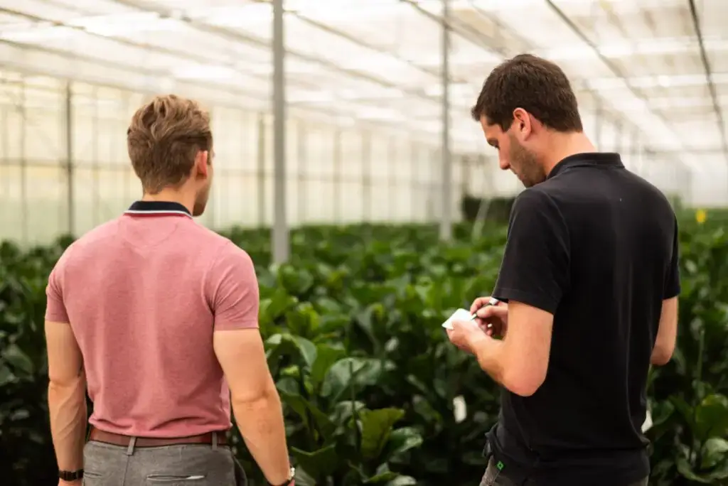 Planten op hydrocultuur
