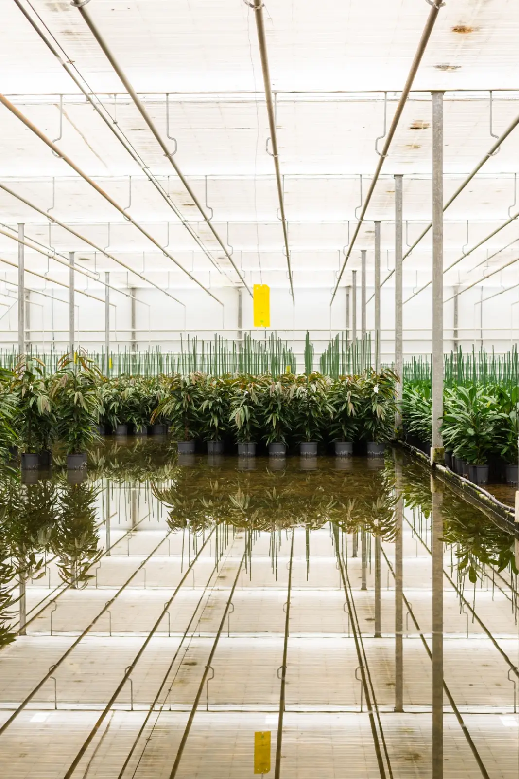 Overzicht van hydrocultuurplanten in Nederlandse kwekerij – basis voor duurzame interieurbeplanting op kantoor