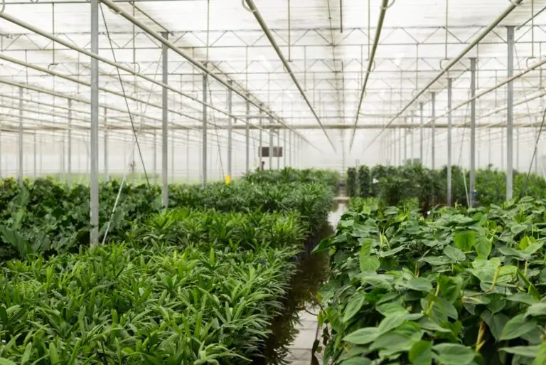 Kwekerij met rijen hydrocultuur planten, klaar voor inzet in professionele kantoorbeplanting.