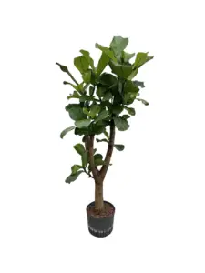 Ficus lyrata compacta – grote groene bladeren in representatief kantoor