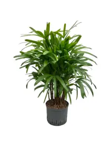 Rhapis excelsa in entree – elegante palm voor representatieve kantoorruimtes