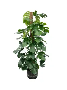 Monstera deliciosa – tropische blikvanger in moderne kantoorinrichting