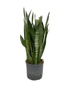 Sansevieria op kantoor – makkelijke plant in strakke pot