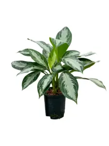 Aglaonema plant in kantoorruimte – compact en luchtzuiverend