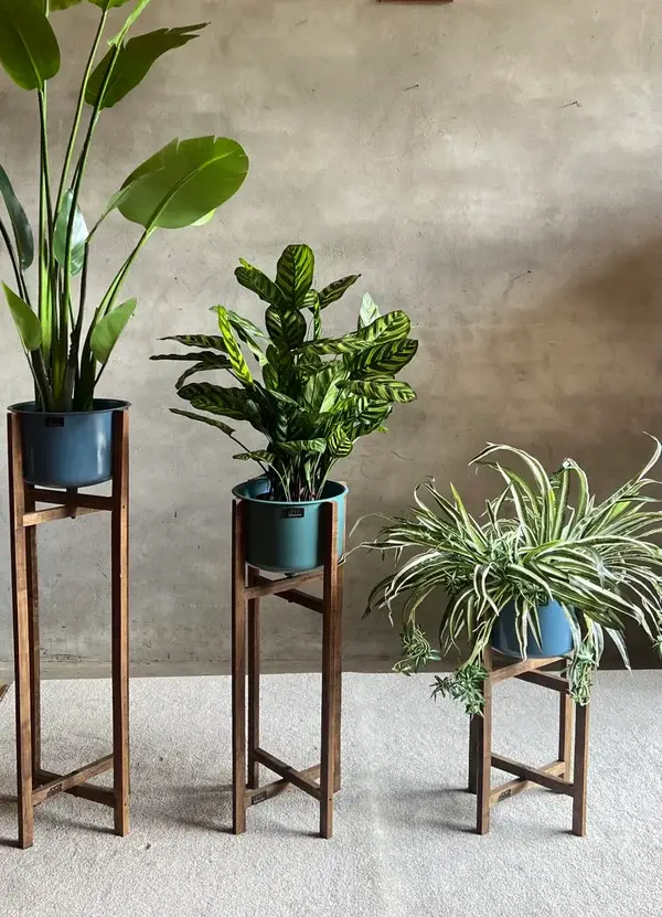 Drie kamerplanten op hoge houten standaards gemaakt van gerecycled materiaal