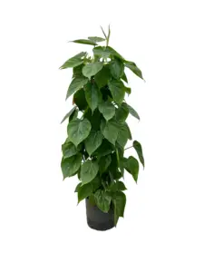 Hangende Philodendron Scandens – speels groen accent op kantoor