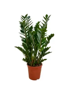 Zamioculcas op kantoor – sterke hydrocultuurplant met moderne uitstraling