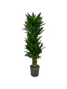 Dracaena als kantoorplant – strak en groen in hydrocultuur
