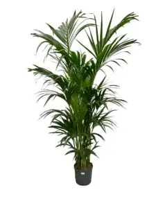 Kentia palm in luxe plantenbak – elegante kantoorplant bij groot raam