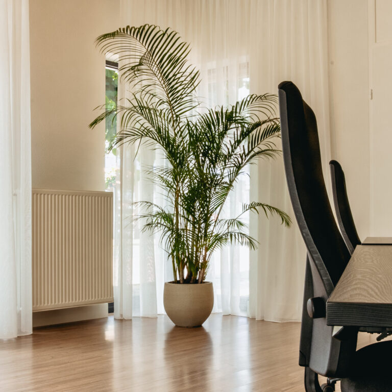 Verhoog de sfeer op kantoor met luxe interieurbeplanting. Deze stijlvolle palm in hydrocultuur brengt rust, uitstraling en professionaliteit in elke werkomgeving. Ontdek de kracht van hoogwaardige kantoorbeplanting.