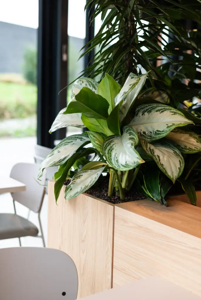 Professionele kantoorbeplanting voor bedrijven in Gelderland.