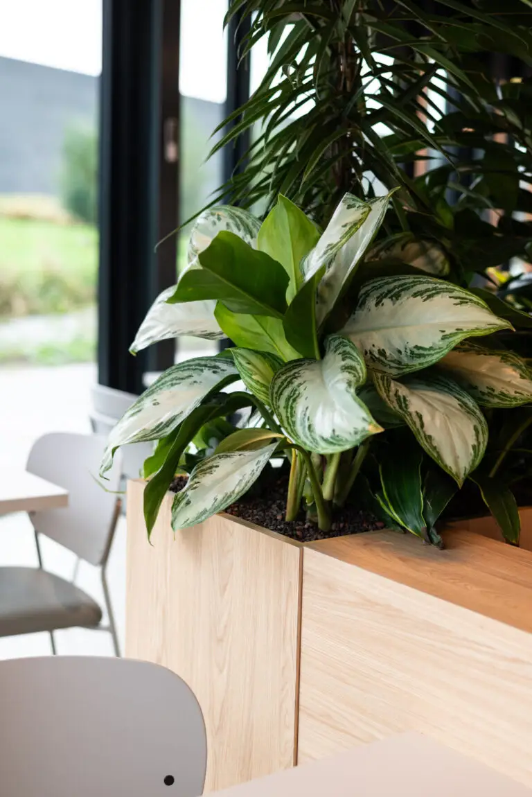 Professionele kantoorbeplanting voor bedrijven in Gelderland.