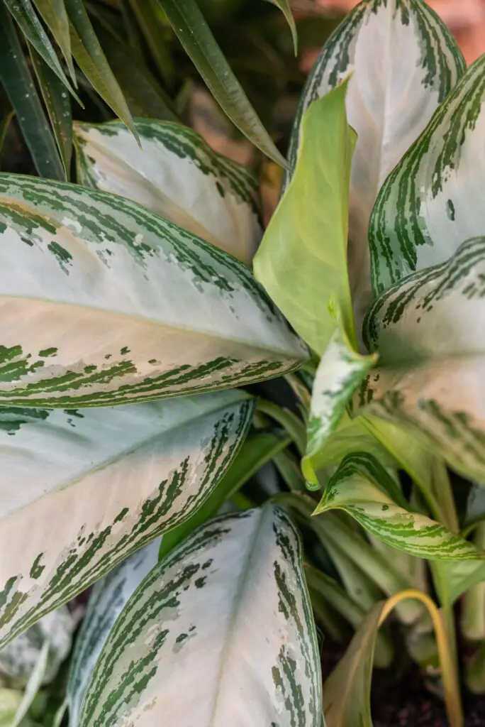 Close-up van Aglaonema-bladeren met groen-witte tekening, geschikt als duurzame hydrocultuur kantoorplant.