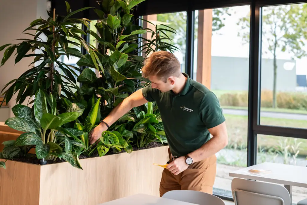 Professioneel plantenonderhoud door Berendsen Interieurbeplanting bij Roza Dordrecht – groene zorg voor blijvend perfect interieur.