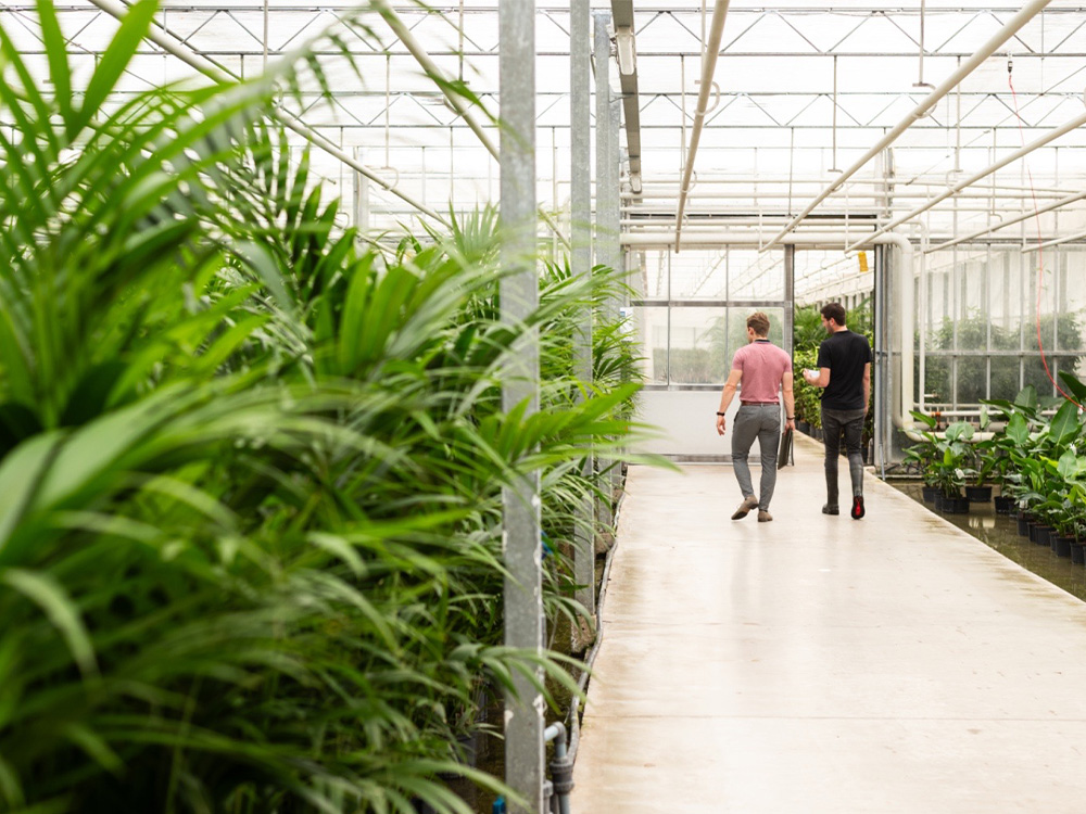 Advies over interieurbeplanting voor kantoren en bedrijven
